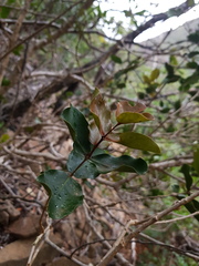 Eugenia gacognei