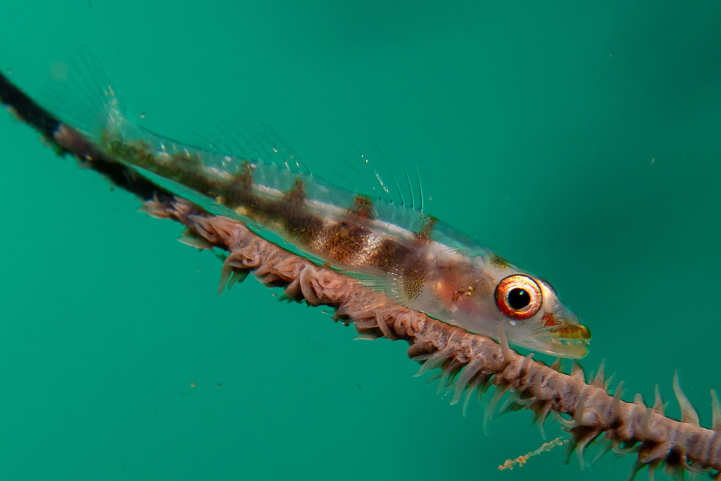 Sea whip goby (Bryaninops yongei) — Gobiidae
