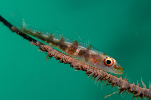 Zeezweep-grondel (Bryaninops yongei) — Gobiidae