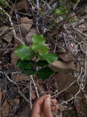 Eugenia gacognei