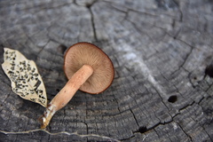 Tricholomopsis formosa