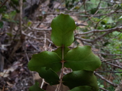 Eugenia gacognei