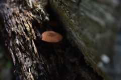 Tricholomopsis formosa