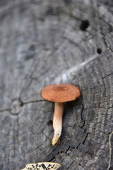 Tricholomopsis formosa