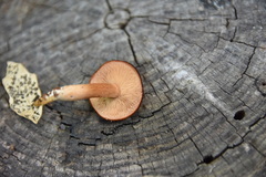 Tricholomopsis formosa