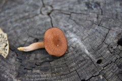 Tricholomopsis formosa