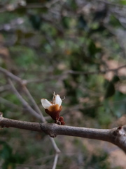 Eugenia gacognei
