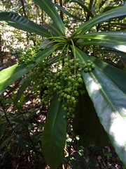 Phelline dumbeensis