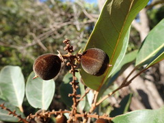 Storthocalyx chryseus