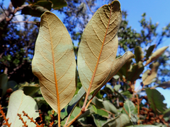Storthocalyx chryseus
