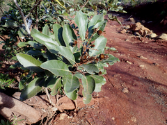 Storthocalyx chryseus