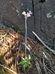 Primula laurentiana