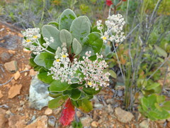 Argophyllum grunowii