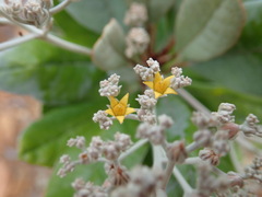 Argophyllum grunowii