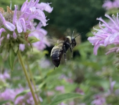 Bombus auricomus