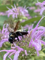 Bombus auricomus