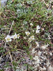 Cherleria arctica
