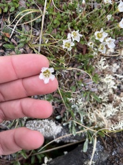Cherleria arctica