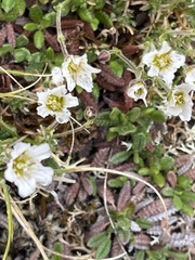 Cherleria arctica