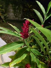 Alpinia purpurata