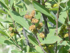 Myrica
