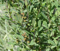 Myrica