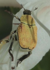 Hoplia dispar