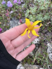 Arnica griscomii