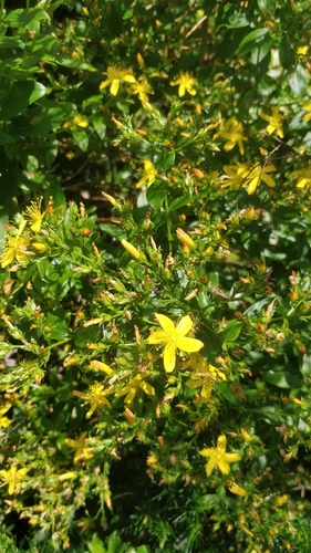 Hypericum glandulosum (Hypericum glandulosum)