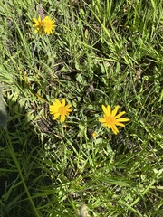Arnica sororia