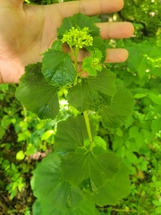 Arnoglossum reniforme