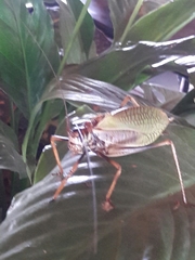 Pterophylla beltrani