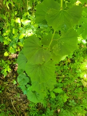 Arnoglossum reniforme