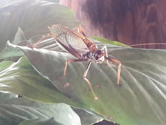 Pterophylla beltrani