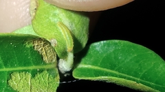 Chiomara asychis