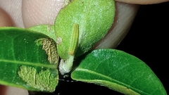 Chiomara asychis