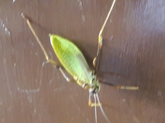 Pterophylla beltrani