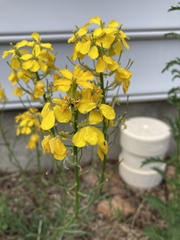 Erysimum asperum purshii