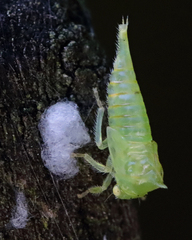 Stictocephala militaris