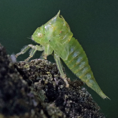 Stictocephala militaris