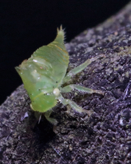 Stictocephala militaris