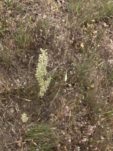 iNaturalist observation photo of Prairie Junegrass