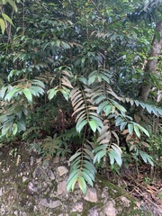 Pellacalyx saccardianus