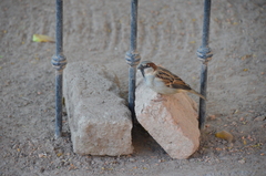 Passer domesticus