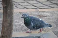 Columba livia