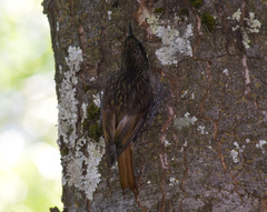 Pygarrhichas albogularis