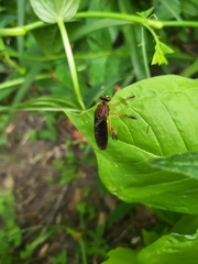 Diogmites platypterus