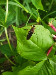 Diogmites platypterus