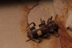 Enoclerus quadrisignatus