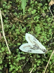 Cliniodes ostreonalis